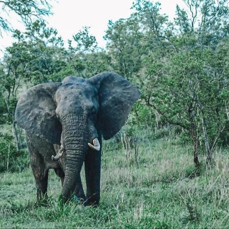 Honeyguide Tented Safari Camps - Mantobeni Wildreservat Manyeleti Exterior foto