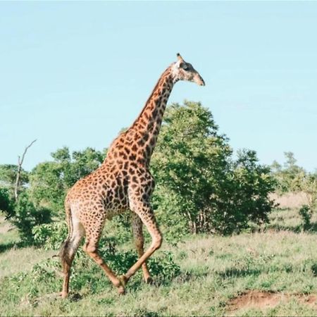 Honeyguide Tented Safari Camps - Mantobeni Wildreservat Manyeleti Exterior foto