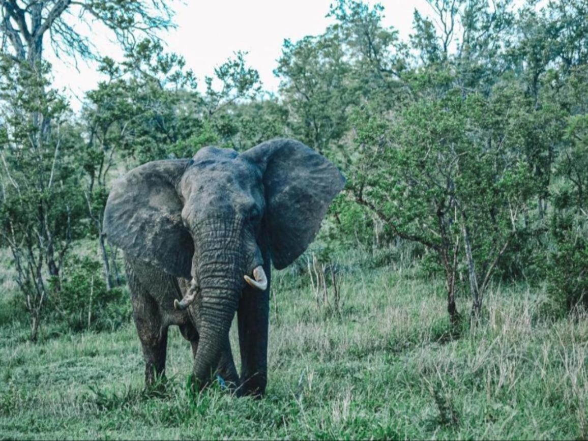 Honeyguide Tented Safari Camps - Mantobeni Wildreservat Manyeleti Exterior foto